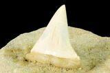 Fossil Mako Shark Tooth On Sandstone - Bakersfield, CA #144511-1